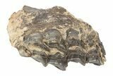 Fossil Mammal (Plagiolophus) Jaw Section - France #248668-1